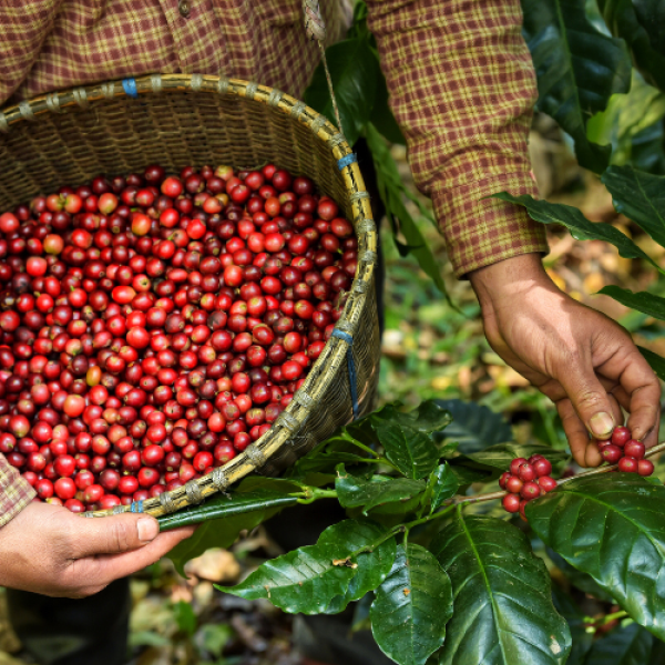 Arabica Coffee Beans