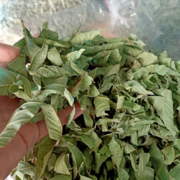 Dried Guava Leaves For Tea