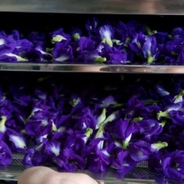 Dried Butterfly Pea Flowers For Tea