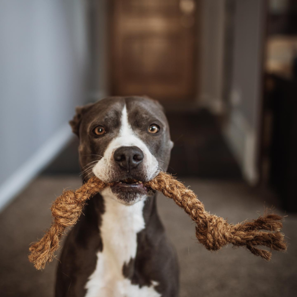 Coco Chew Rope For Dog