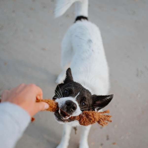 Coco Chew Rope For Dog