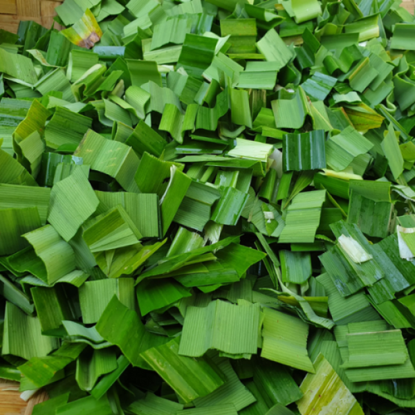 Dried Pandan Leaves For Tea