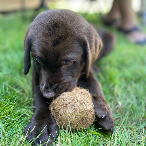 Coco Chew Ball For Dog
