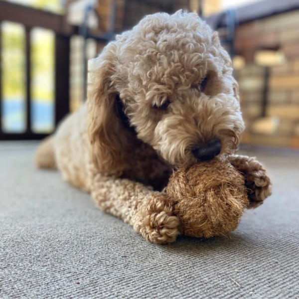 Coco Chew Ball For Dog