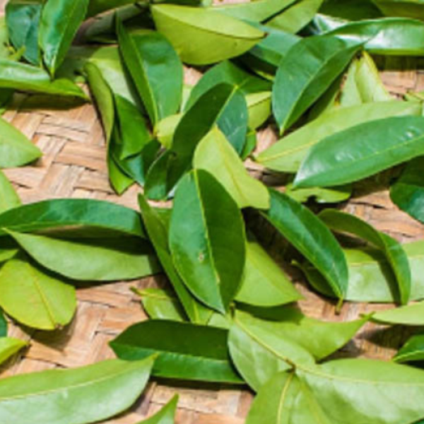 Dried Soursop Leaves For Tea