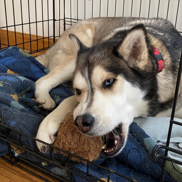 Coco Chew Ball For Dog