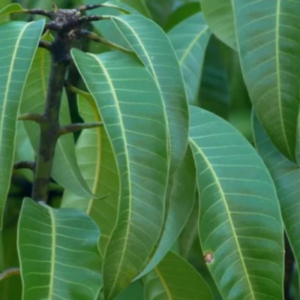 Dried Mango Leaves For Tea