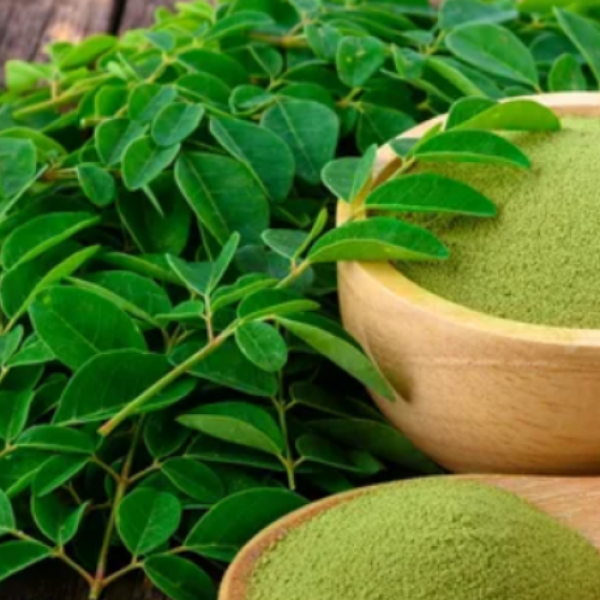 Dried Moringa Powder For Tea