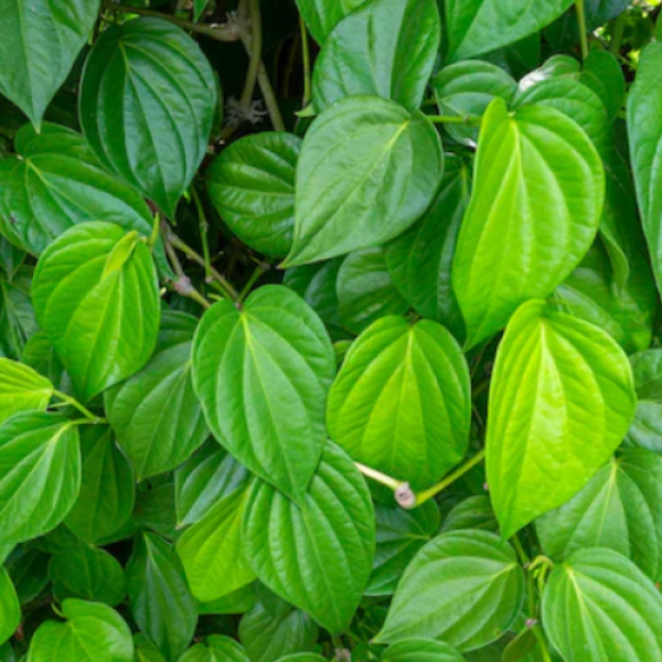 Dried Betel Leaves For Tea