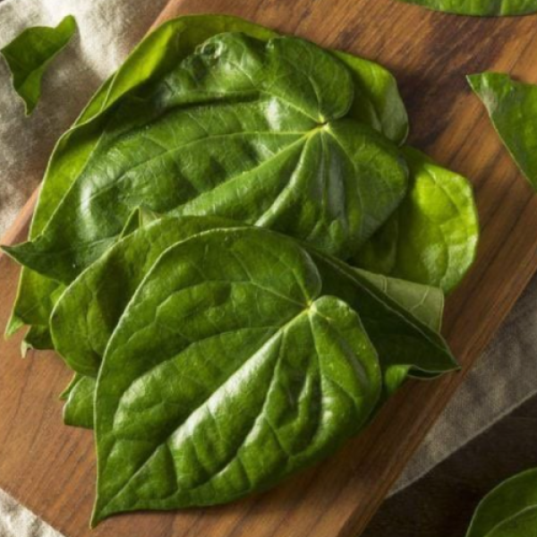 Dried Betel Leaves For Tea