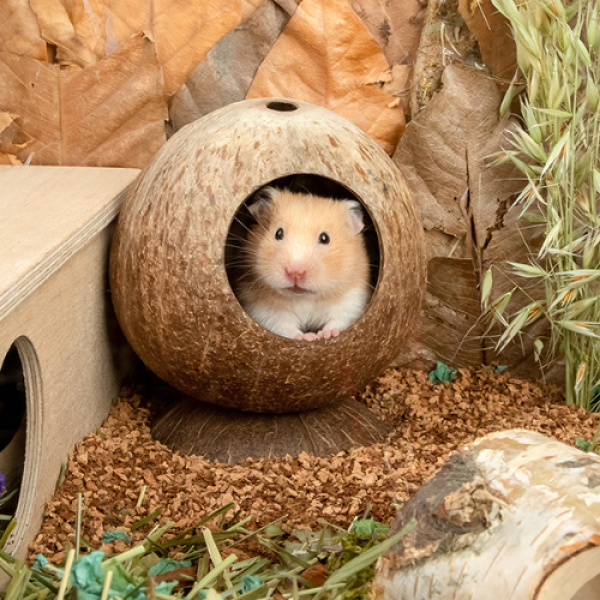 Coco Shell House For Hamster