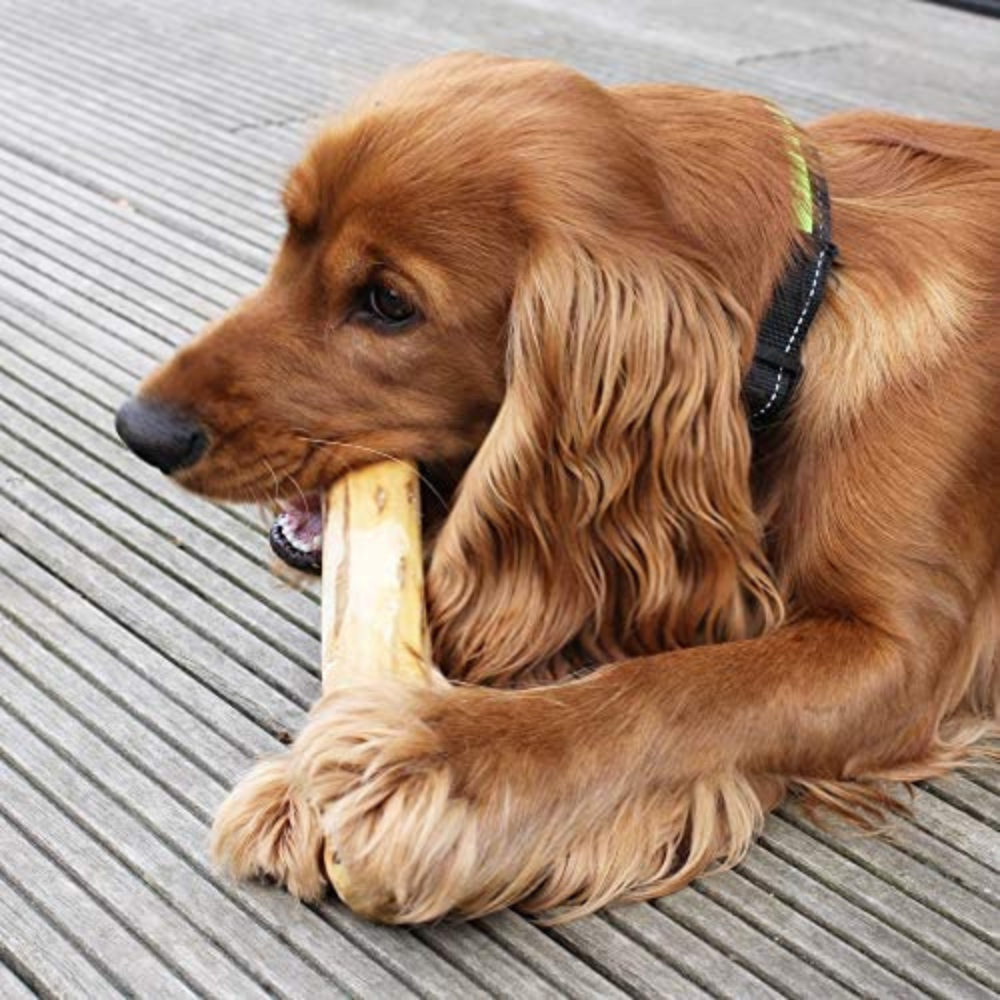 COFFEE CHEW WOOD FOR DOG
