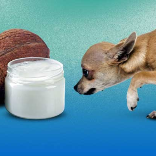 COCONUT OIL FOR DOG