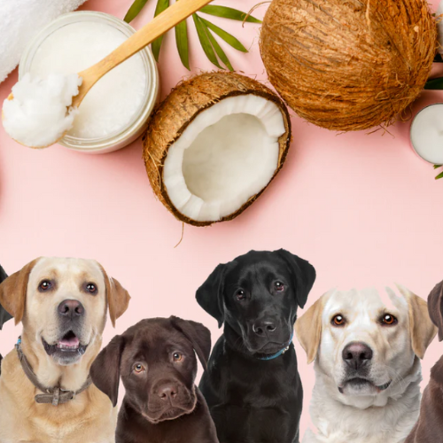 COCONUT OIL FOR DOG